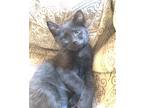 Adopt Thunder a Black (Mostly) Domestic Shorthair (short coat) cat in
