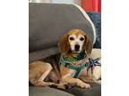 Adopt Willow a Tricolor (Tan/Brown & Black & White) Beagle / Mixed dog in