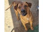 Adopt Scrappy-Doo a Brown/Chocolate American Pit Bull Terrier / Mixed dog in