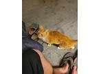 Adopt Cat Benetar a Orange or Red Tabby Domestic Mediumhair / Mixed (medium