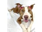 Adopt Weenie a Brown/Chocolate American Pit Bull Terrier / Mixed dog in