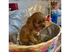 Cavalier King Charles Spaniel Puppy for sale in Tulia, TX, USA