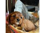 Cavalier King Charles Spaniel Puppy for sale in Tulia, TX, USA