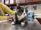 Adopt Mickey (little baby) a Gray or Blue Domestic Shorthair / Domestic