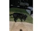 Adopt Lucky a Black Labrador Retriever / Mixed dog in Weatherford, TX (38924514)