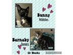 Adopt Bunny Nibbles a Calico or Dilute Calico Domestic Shorthair (short coat)