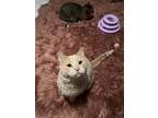 Adopt Wally a Cream or Ivory Domestic Shorthair (short coat) cat in Marinette