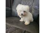 Maltese Puppy for sale in Lebanon, PA, USA