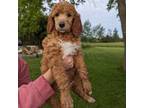 Mutt Puppy for sale in Norwood, NY, USA
