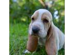 Basset Hound Puppy for sale in Bloomington, IN, USA