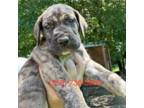 Great Dane Puppy for sale in Clanton, AL, USA