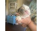 Bulldog Puppy for sale in Surprise, AZ, USA