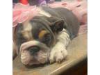 Bulldog Puppy for sale in Surprise, AZ, USA