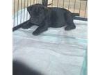 Cane Corso Puppy for sale in Meeker, OK, USA