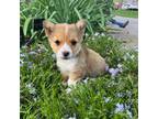 Pembroke Welsh Corgi Puppy for sale in Ault, CO, USA