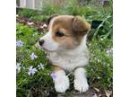 Pembroke Welsh Corgi Puppy for sale in Ault, CO, USA