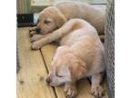 Labrador Retriever Puppy for sale in Winona, MN, USA