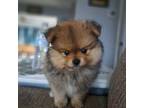 Pomeranian Puppy for sale in Crystal River, FL, USA