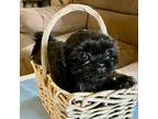 Shih Tzu Puppy for sale in Duff, TN, USA