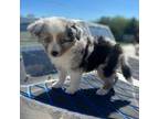Miniature Australian Shepherd Puppy for sale in Winfield, KS, USA