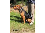 Adopt Sonny a Black - with Tan, Yellow or Fawn Shepherd (Unknown Type) / Hound
