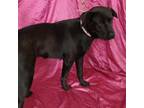 Adopt Ms. Hershey a Black Labrador Retriever / Mixed dog in joppa, MD (38645644)