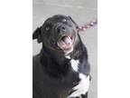 Adopt Marshall a Black Labrador Retriever / Mixed dog in Ottumwa, IA (31496733)