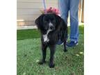 Adopt Ronnie a Black - with White Spaniel (Unknown Type) / Mixed dog in