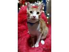 Adopt FINN a Orange or Red (Mostly) Domestic Shorthair (short coat) cat in