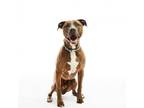 Adopt Jasper a Gray/Silver/Salt & Pepper - with Black Pit Bull Terrier /