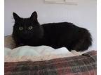 Adopt Yana a All Black Domestic Mediumhair (medium coat) cat in Creston