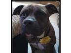 Adopt Zara a Brindle Boxer / Mixed dog in joppa, MD (36760417)