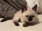 Seal Point Siamese Kittens Go Home In July