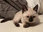Seal Point Siamese Kittens Arriving In May
