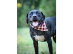 Adopt Jefferson a Golden Retriever / American Staffordshire Terrier / Mixed dog