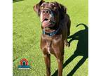 Adopt Hatch / Mulder a Great Dane / Mixed dog in Bullard, TX (36621793)