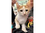 Adopt Stevie a Orange or Red Tabby Domestic Shorthair (short coat) cat in