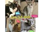 Adopt 4 Adorable kittens to choose a Gray, Blue or Silver Tabby Domestic