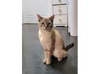 Adopt Beatrice a Tan or Fawn Tabby Siamese (short coat) cat in East Brunswick