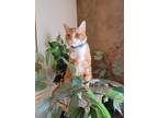 Adopt Lacey a Orange or Red Tabby Domestic Shorthair (short coat) cat in East