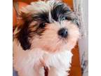 Maltese Puppy for sale in Woburn, MA, USA