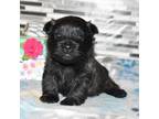 Cairn Terrier Puppy for sale in Grovespring, MO, USA