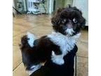 Shih Tzu Puppy for sale in Bloomington, CA, USA