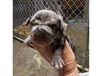 American Mastiff Puppy for sale in Port Crane, NY, USA