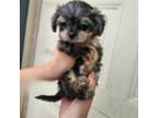 Yorkshire Terrier Puppy for sale in Lawndale, CA, USA