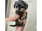 toy teacup morkie xtreme tiny