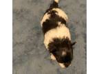 Maltipom Puppy for sale in Margate, FL, USA