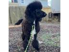 Mutt Puppy for sale in Milford, CT, USA