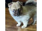 Mutt Puppy for sale in Greenwood, MI, USA