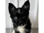 Mutt Puppy for sale in Greenwood, MI, USA
